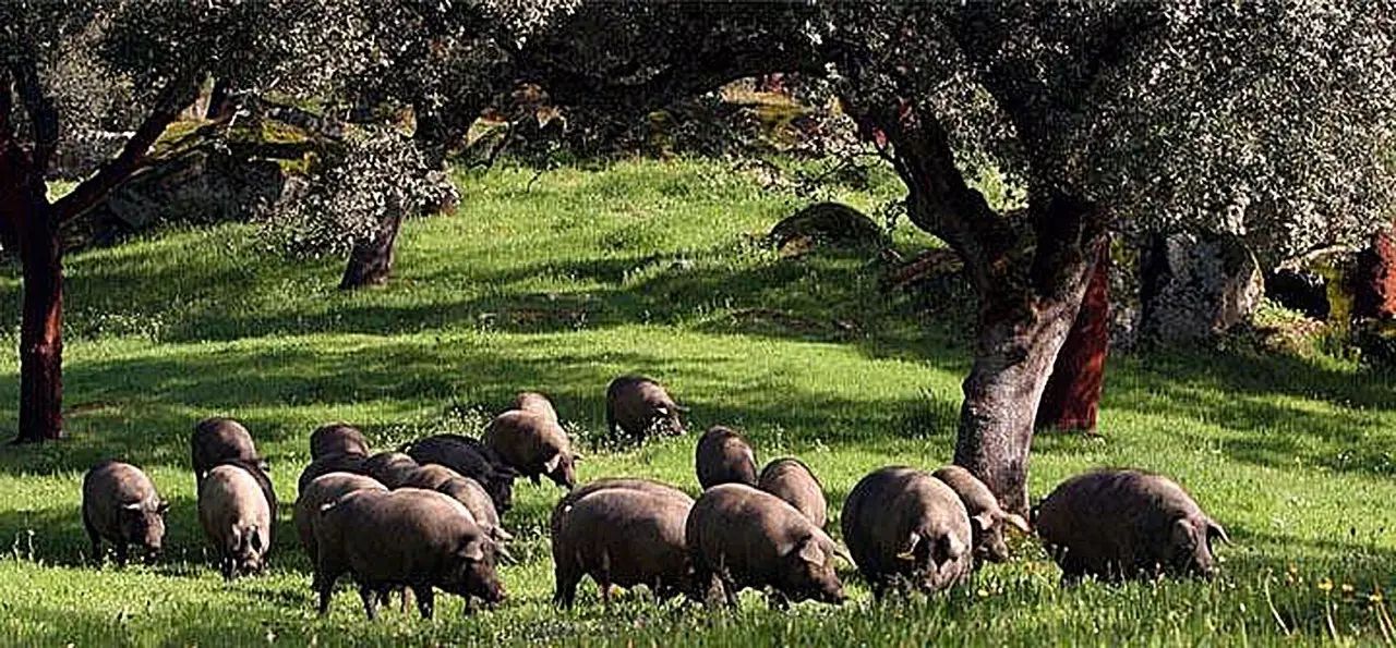 的健康"雪花猪",享誉"行走的橄榄树",西班牙原装进口伊比利亚黑猪肋排