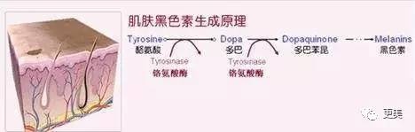 黑色素蛋白转移入角质细胞越多,肤色越深