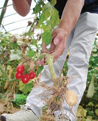 根下结土豆,枝上结番茄!这项技术对农民有用处吗?