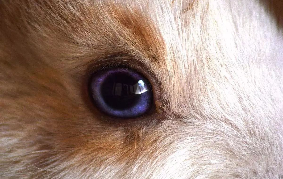 如何护理好兔子的眼睛
