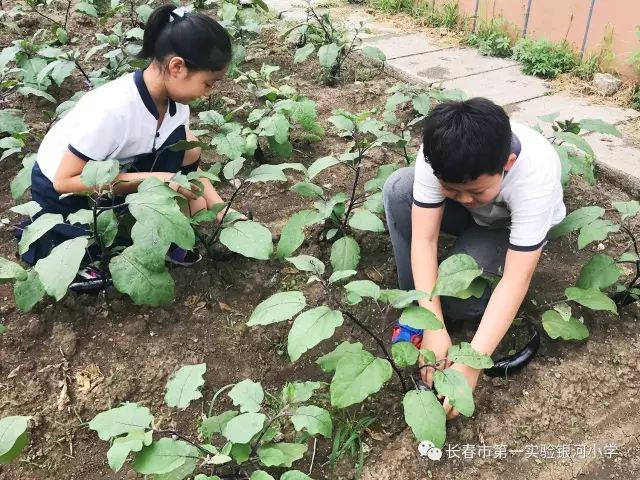 长春这所学校为学生开设农场在劳动中体验生活的乐趣