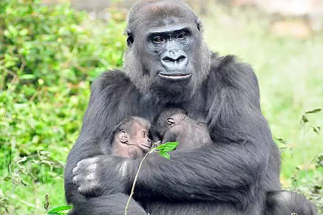 是因为它长得像美国辛辛那提动物园里一只命运坎坷的黑猩猩harambe