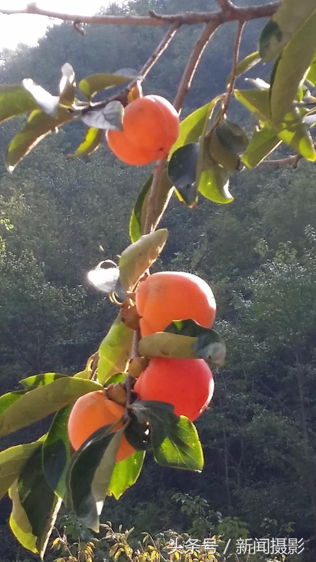 秋天了,一颗颗红彤彤的柿子挂满枝头,好一幅丰收在望的景象!