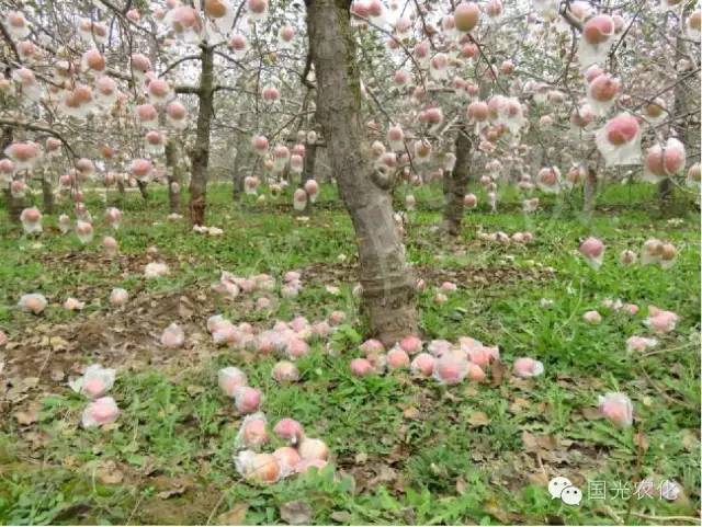 技术苹果采前落果怎么办