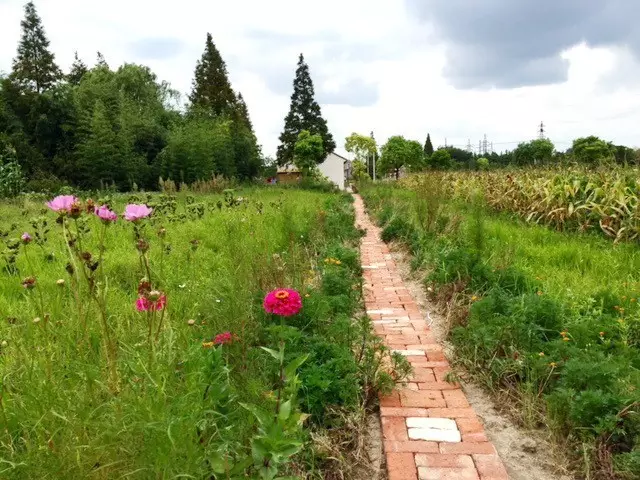 穿过田野,走过乡间的小路虽然没有莫干山那样的山林景色,可是江南的