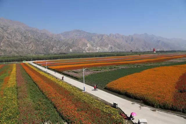 好消息呼市包头之间新开2000亩七彩大地花海世界快看看在哪里