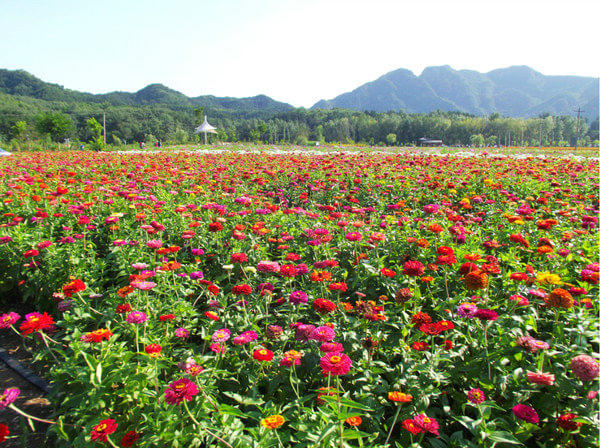 1日游【四季花海】开满鲜花的山谷 珍珠泉 南湾3d民俗