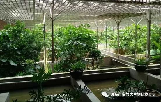 在龟市低迷中继续扩建的大型生态养龟场