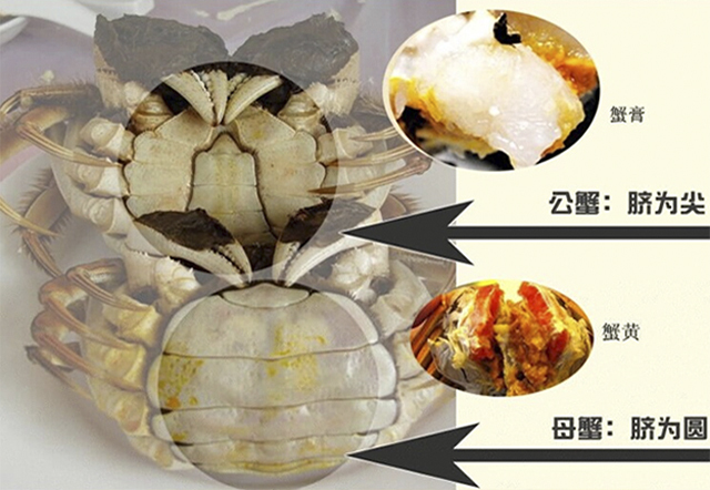想吃到最肥的螃蟹只会挑公母?远远不够!教你最牛的选蟹方略