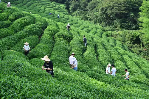 茶叶_产品_中国食品网米乐m6官网