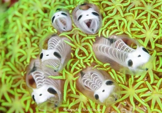 超谜海洋生物熊猫骷髅海鞘连正式名称都不明的可爱生物引发疯传