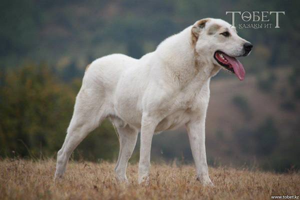 哈萨克民族的"藏獒"——哈萨克牧羊犬