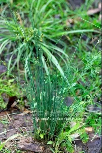 社会 正文  junci medulla 来源 本品为灯心草科植物灯心草juncus