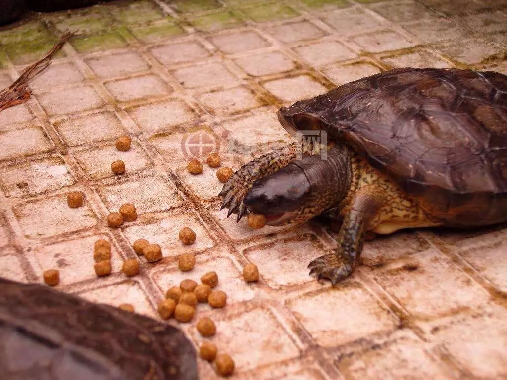 龟不吃龟粮怎么办?技术专家告诉你!