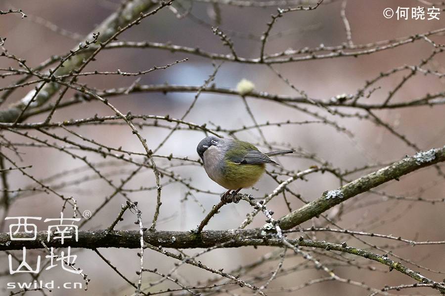 淡绿鵙鹛  pteruthius xanthochlorus