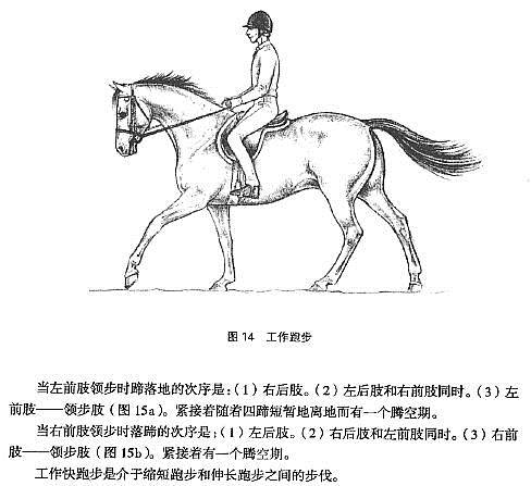 马术入门基础知识连载下