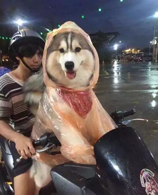 网友将雨衣给狗狗穿上,自己宁可淋雨,知道真相后心疼主人