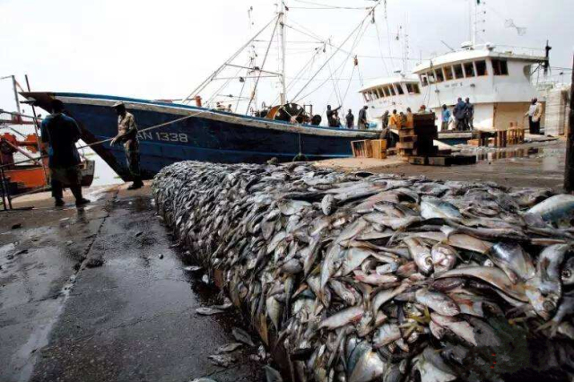 中国远洋渔船频遭扣留只因海盗式捕捞
