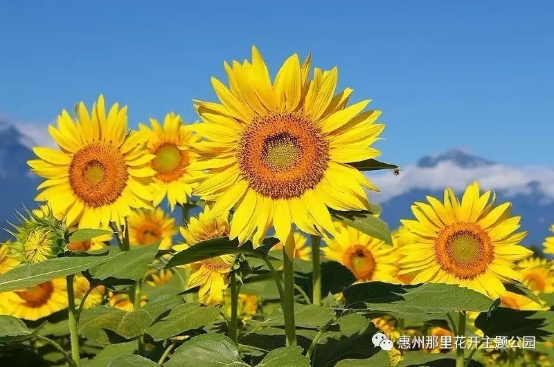 向日葵简介 向日葵又名朝阳花,因其花常朝着太阳而得名.