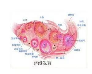 【试管婴儿】卵巢里面没有卵泡是什么原因引起的