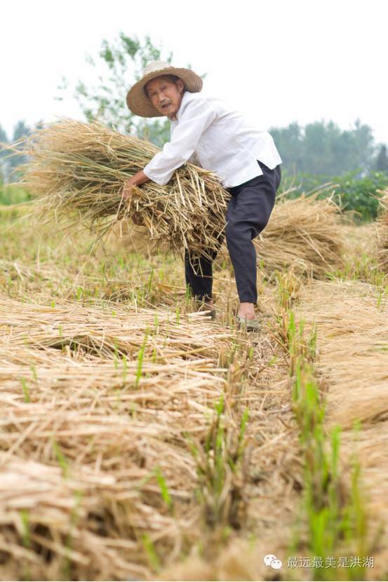 走,回毛嘴农村割谷克!