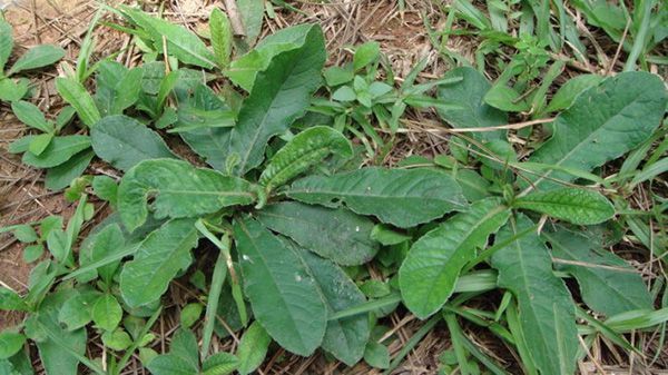 (《福建民间草药》)   ⑥治热淋:鲜地胆草三两,瘦猪肉四两,食盐少许