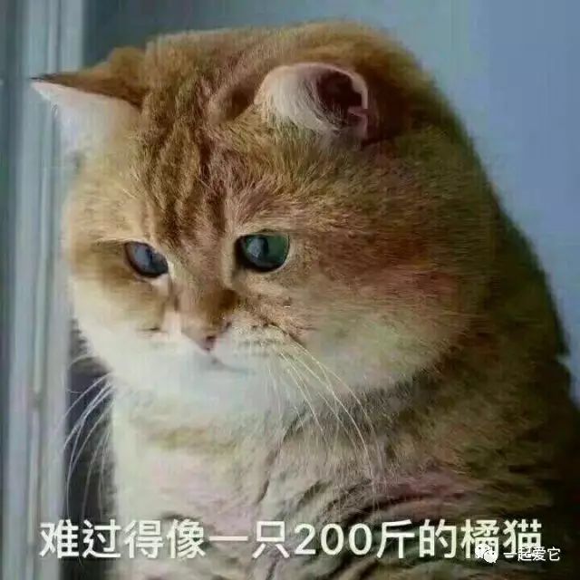 宠趣| 十个橘猫九个胖,还有一个压倒炕!