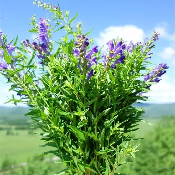 今夏新制 野生黄芩茶