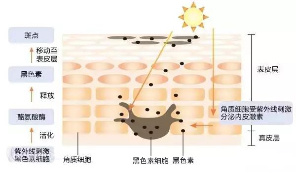 皮肤晒黑过程示意图