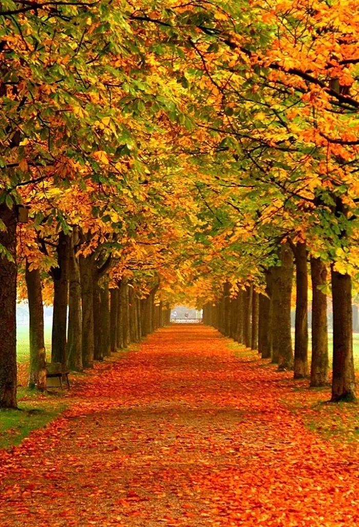 钢琴诗音乐《秋天的落叶》,唯美至极!