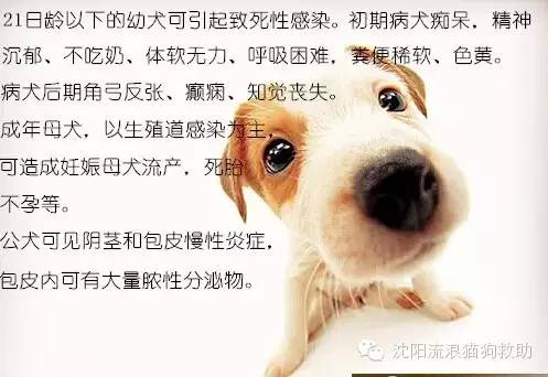 疱疹病毒犬疱疹病毒感染chv可引起多种病型,新生幼犬多呈致死性感染