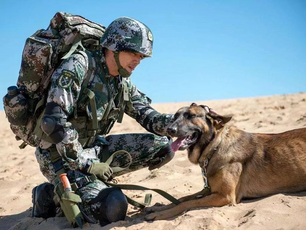 根据著名编剧冯骥的长篇小说《特警犬王》改编  演员阵容:杨烁