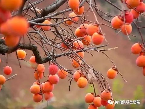 《柿子》作者:踏遍青山人未老崖畔柿树谁人栽 黄花金蕊惹蜂来.