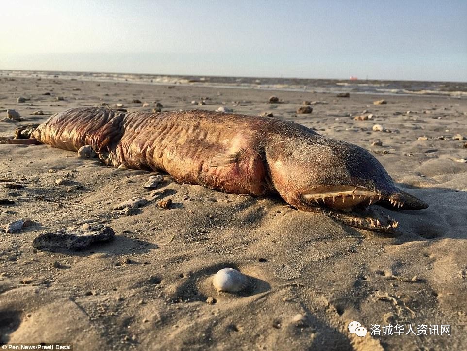 "哈维"飓风过后 美国一海滩现不明生物尸体