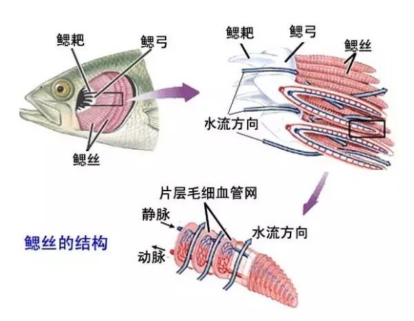 鱼鳃的结构,超多的分支鳃丝,每条鳃丝上还有无数的鳃小片,毛细血管