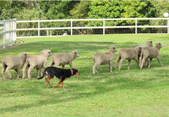 训练牧羊犬学会牧畜的能力
