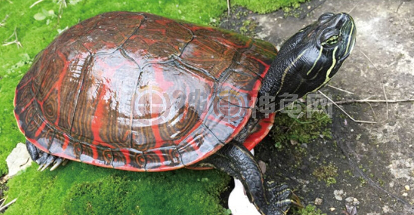 "孪生龟"鉴别:火焰龟和阿拉巴马龟