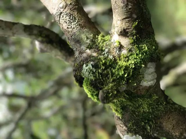 赏一轮明月品雨林古树茶