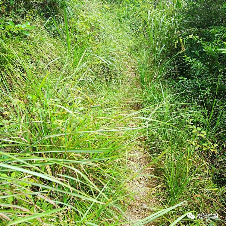 山村的搬迁,通往山上小路,杂草已经覆盖了山路.