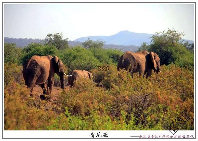 马狗短剧，一场跨越物种界限的喜剧之旅