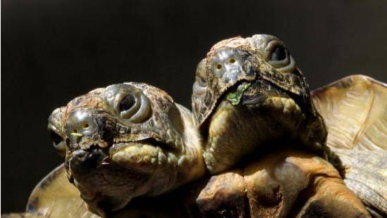 双头龟竟然可以这么长寿!