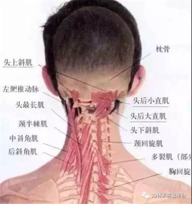 科技 正文  一,肩颈结构 颈椎有七节,神经连接头面部.