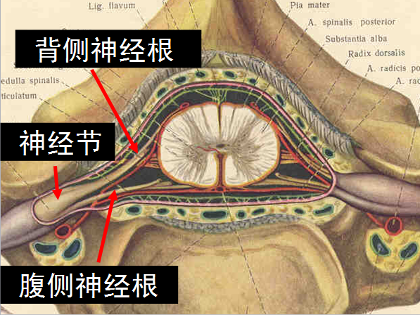 椎管解剖高清大图