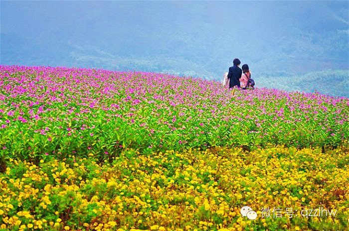 【博饼线路定制4线】博饼 漳州玛琪雅朵花海 寻梦谷 桃花岛1日游