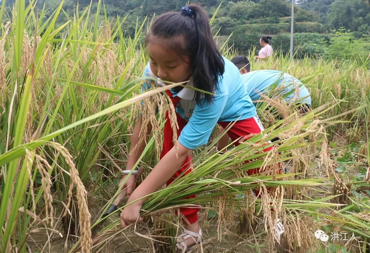 【多图】割稻谷 打谷子 扎草把 拾稻穗,在洪江还有会这些的小学生吗?