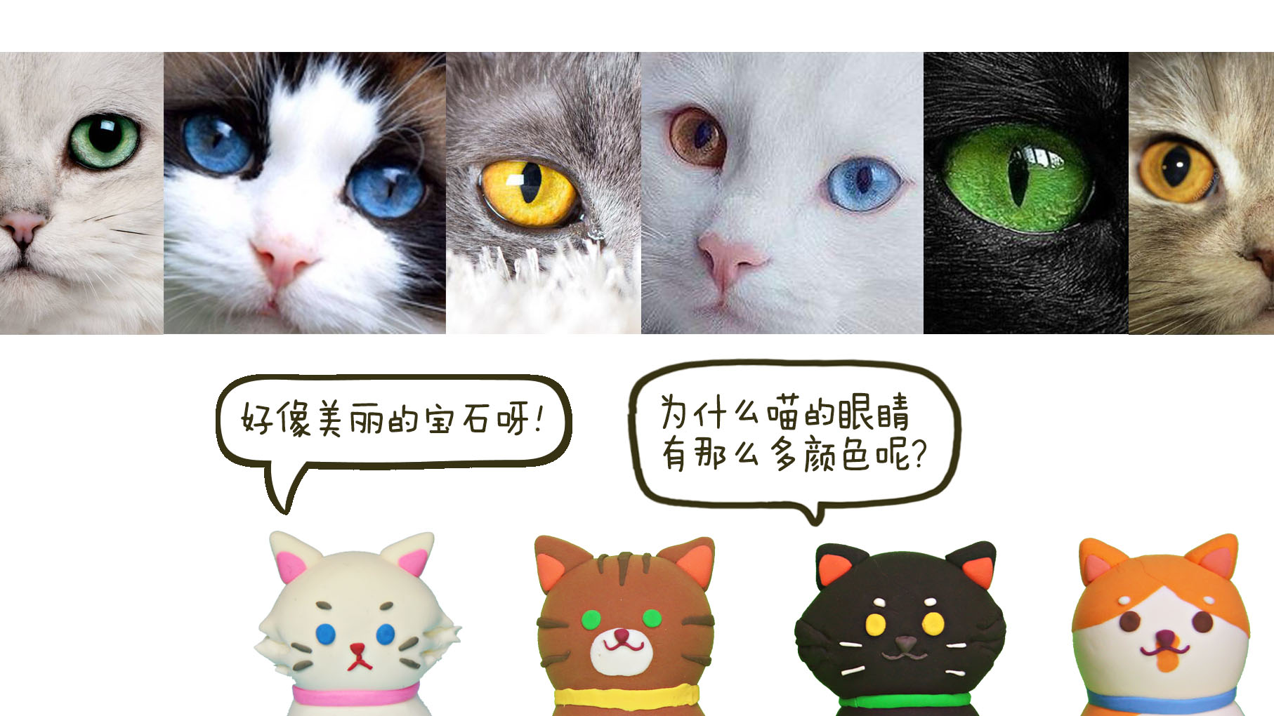 猫咪的眼睛——为什么有那么多种颜色?