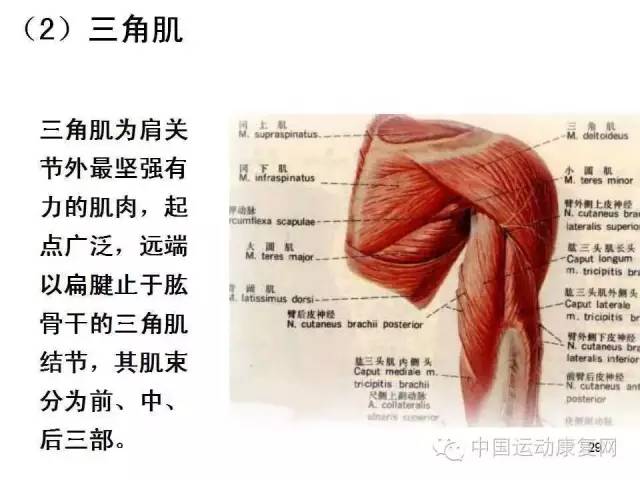 肩关节运动学