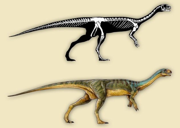 5.chilesaurus diegosuarezi(一种食草恐龙)