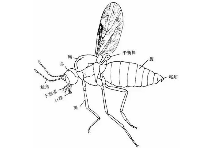 "这种蚜虫不会传染疾病""小咬"其实是属于同翅目蚜科的有翅蚜虫.