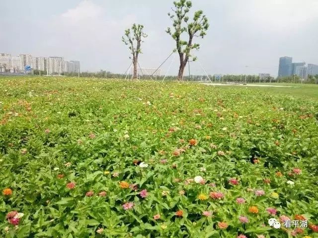 赏花不出市区,明湖公园西侧有片花海正在盛开